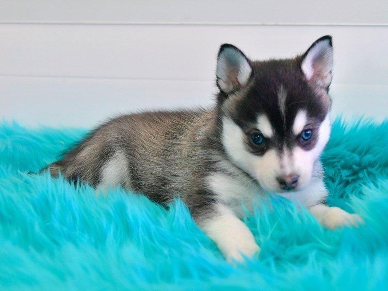 Alaskan Klee Kai Puppy Pictures